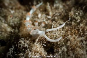 It’s possible to find juvenile Samla bicolor nudibranch o... by Antonio Venturelli 